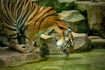 Portrait of Bengal tiger on the pond