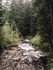 in the middle of the forest