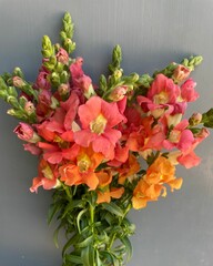 Snapdragon stems in sherbet colors