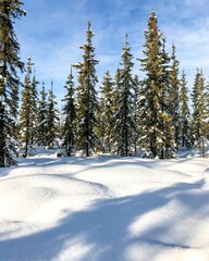 Obraz na płótnie Canvas Perfect snow on pines in Alaska