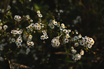 Beautiful white aster flowers isolated on dark background