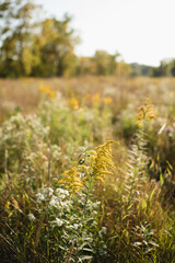 Obraz premium Meadow of early fall perennial plants growing in warm sunlight