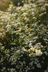 White wild aster flowers growing in bush in warm sunlight
