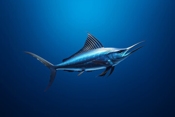 A deep sea fish, a blue marlin swimming in the ocean.