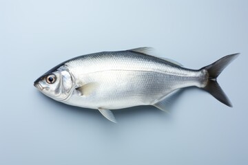 An arctic fish, a half fish on a grey background on a blue surface.