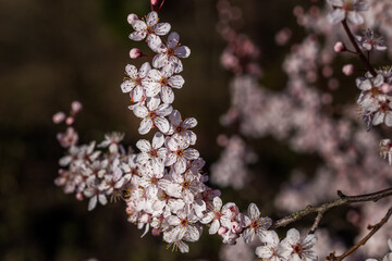 Apricot tree flowers full frame background