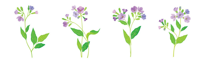 Lungwort or Pulmonaria Flowering Plant with Violet Inflorescence Vector Set