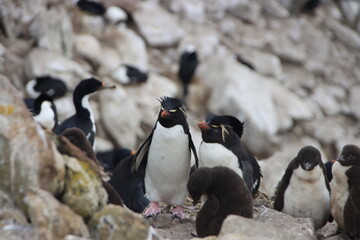 Southern Rockhopper Penguins (Eudyptes chrysocome), New Island, Falkland Islands.