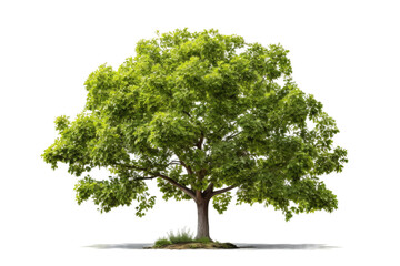 Green Leafed Tree. A tree with vibrant green leaves showcasing the natural beauty of its foliage. The contrast between the green leaves. On PNG Transparent Clear Background.
