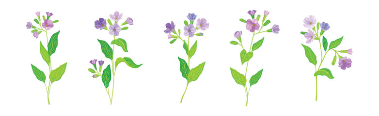 Fototapeta na wymiar Lungwort or Pulmonaria Flowering Plant with Violet Inflorescence Vector Set