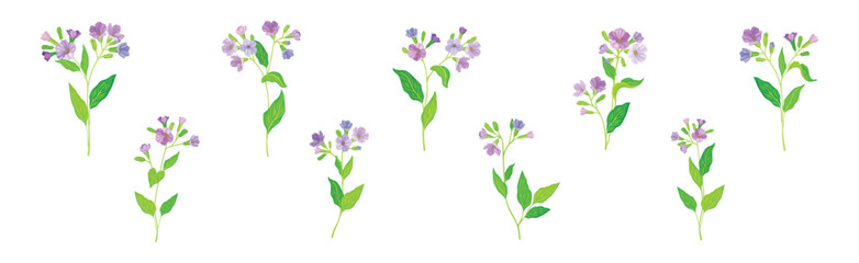 Lungwort or Pulmonaria Flowering Plant with Violet Inflorescence Vector Set