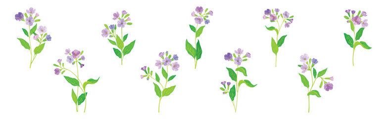 Fototapeta na wymiar Lungwort or Pulmonaria Flowering Plant with Violet Inflorescence Vector Set