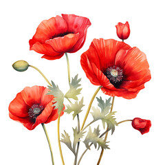 Obraz premium Dreamy Red Poppy Watercolor Artwork