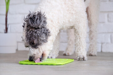 cute dog using lick mat for eating food slowly