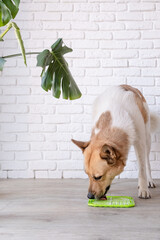 cute dog using lick mat for eating food slowly