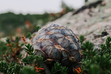 collection of wild harvest. Siberian cedar pine cone on green bush. 