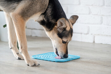 cute dog using lick mat for eating food slowly