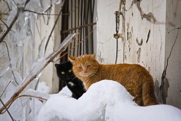 Two cats: A red-haired man and a black man walk through deep snow against the background of an old abandoned house.