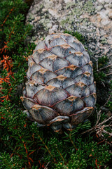 Siberian cedar pine cone on green bush. collection of wild harvest