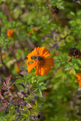 Macro shot of vibrant yellow flower with bee on it.