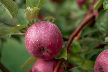 Ripe Apples in the Apple Orchard before Harvesting. Big Red delicious Apples Hanging from Tree Branch in the Fruit Garden. Fall Harvest. Picture of Autumnal Apple. Autumn Cloudy Day, Soft Shadow. Bio