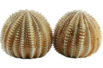 Pair of Sea Urchins Perched Atop Each Other. Two sea urchins are stacked on top of each other The smaller one seems to be climbing up the larger. On PNG Transparent Clear Background.