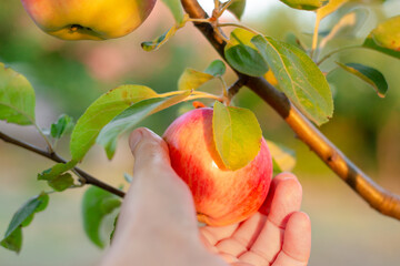 A woman's hand picks a ripe red apple growing on an apple tree in an orchard. Fruit harvest