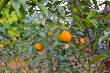 Closeup of Orange fruit hanging on plant
