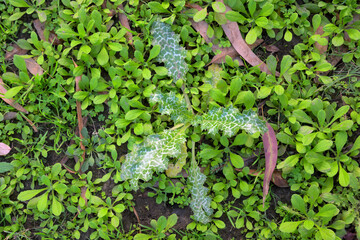 Closeup of wild grass on floor in woods.