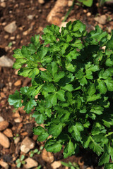 Parsley plant growing in the vegetable garden. Petroselinum crispum on summer