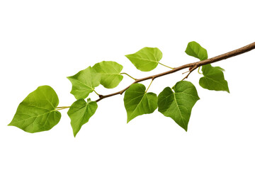 Naklejka premium A close up view of a branch from a tree, covered in vibrant green leaves. The leaves are healthy and full, showing the tree in its peak season. On PNG Transparent Clear Background.
