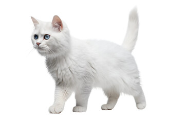 White Cat With Blue Eyes Standing. A white cat with piercing blue eyes stands gracefully. The cats fur is pristine white. The cat appears alert and attentive. On PNG Transparent Clear Background.