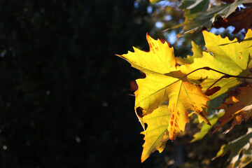 Platanus acerifolia. Plane tree in autumn with yellow leaves against black background