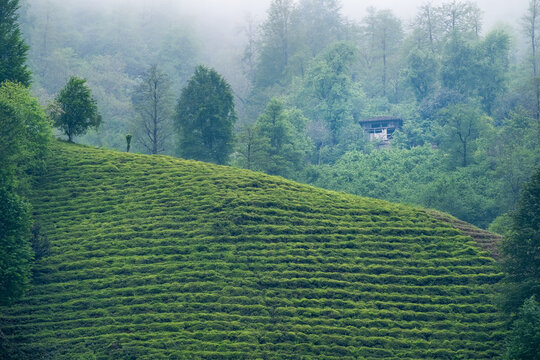 Tea Gardens, Fındıklı, Rize, Turkey