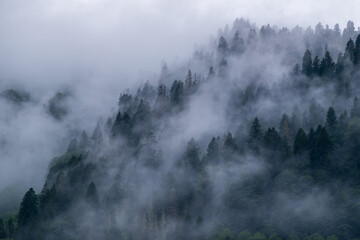 Misty Black Sea Forests Ayder Plateau, Çamlıhemşin, Rize, Turkey