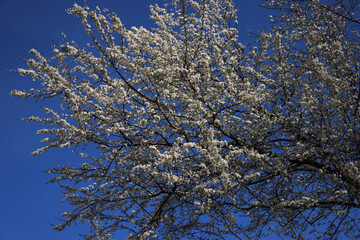 Prunus spinosa in bloom on springtime. Blackthorn tree with beautiful white flowers