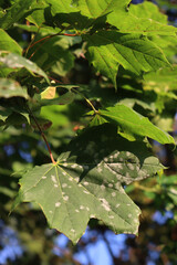 Disease on green leaves of Acer Saccharum. Gray spots on Maple leaves on tree in the garden 