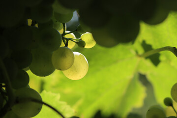 Ripe White grapes called Glera against sunlight in the vineyard on late summer