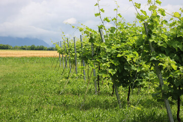 Fototapeta na wymiar Vine plants gready to be pruined in the vineyard in the northern Italy countryside on a sunny day. Vitis vinifera cultivation 
