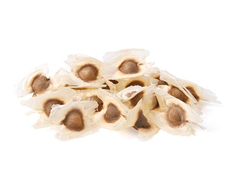 Moringa Oleifera seed dried from Moringa tree on white background