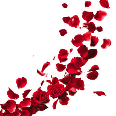 transparent background with red rose petals falling down