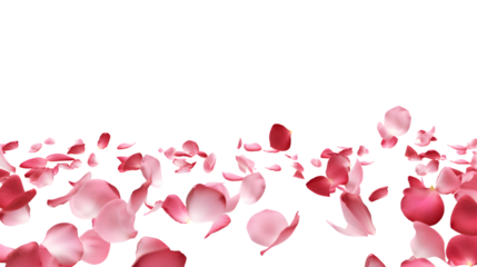 transparent background with flying pink and red rose petals