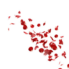 transparent background with flying red rose petals
