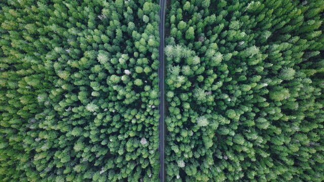 Cinematic drone shot flying over road in pine tree forest Washington. Aerial top down 4k view of SUV car driving on country road in evergreen forest. Vehicle on road trip in scenic forest at twilight