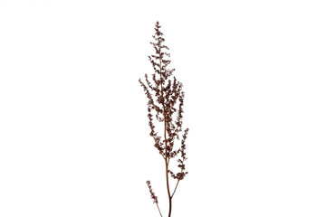 PNG, fresh flower, isolated on white background.