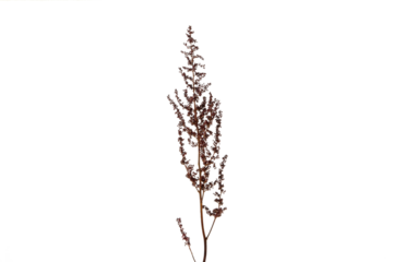 PNG, fresh flower, isolated on white background.