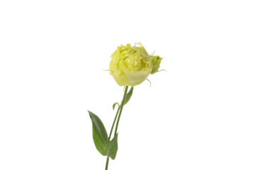 PNG, fresh flower, isolated on white background.