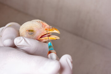 Hands of female veterinarian in white gloves with a syringe and white chicken on grey background...