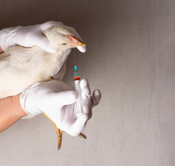 Hands of female veterinarian in white gloves with a syringe and white chicken on grey background with copy space. Treatment of chickens for bird flu, infectious bronchitis, bronchopneumonia - 746312936