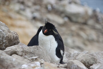 Southern Rockhopper Penguin (Eudyptes chrysocome), New Island, Falkland Islands.